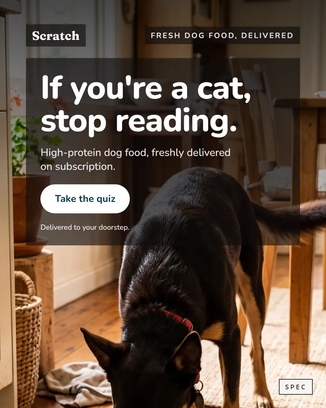Spec concept for Scratch (unaffiliated, not commissioned): kelpie eating in a sunny kitchen, headline If you are a cat, stop reading.